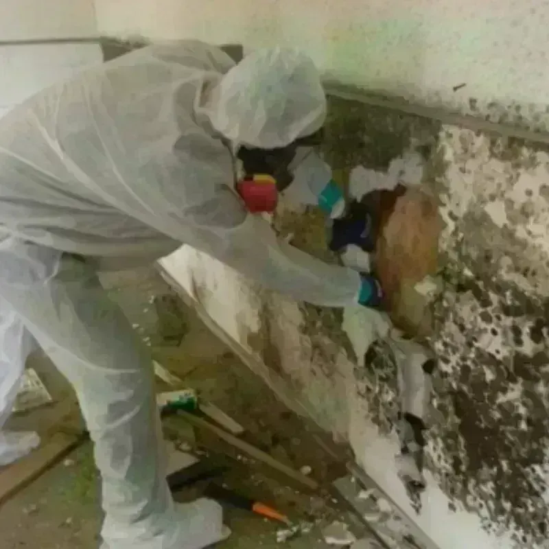 Mold Remediation and Removal in Freedom, NH